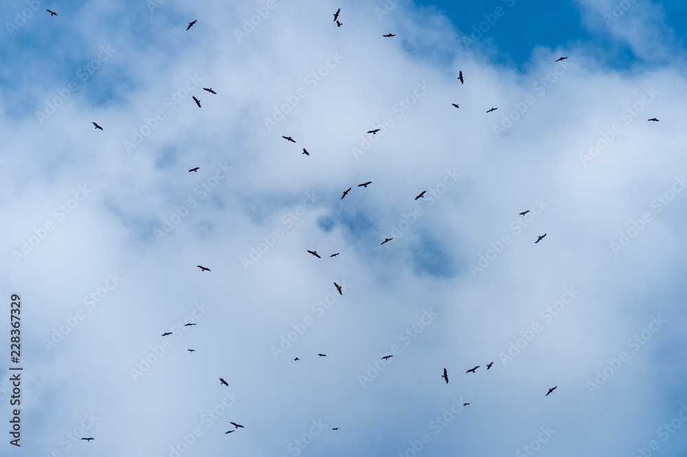 a lot of bird kite in the sky over the fields a lot of bird kite in the sky over the fields