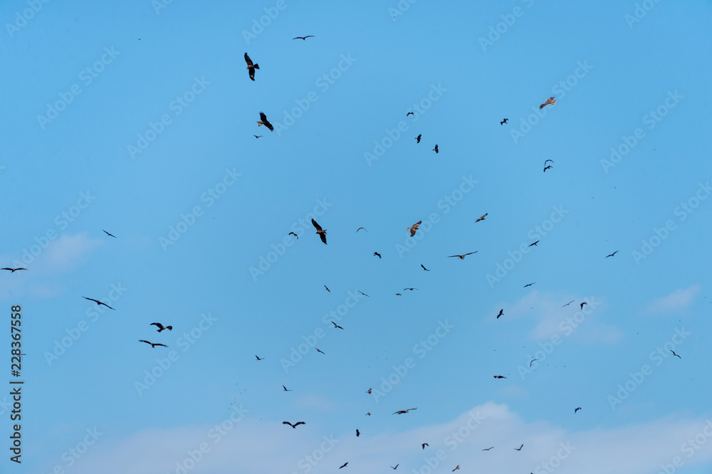 a lot of bird kite in the sky over the fields a lot of bird kite in the sky over the fields