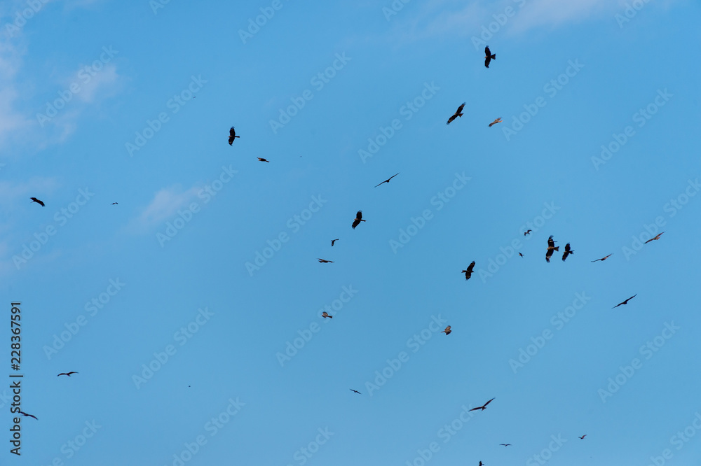a lot of bird kite in the sky over the fields a lot of bird kite in the sky over the fields
