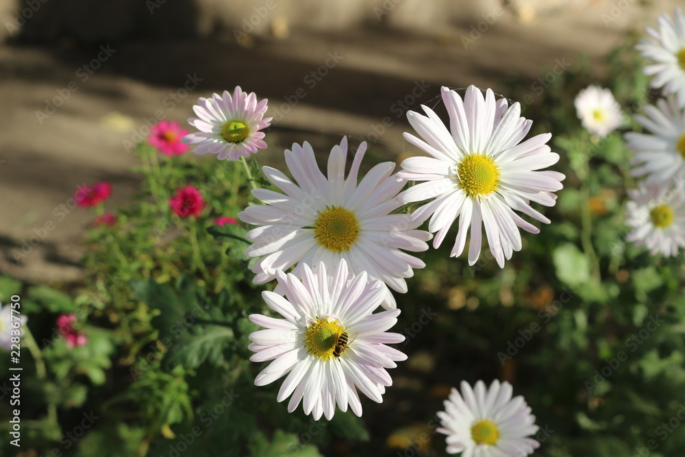Obraz premium Last autumn flowers bloomed in the garden