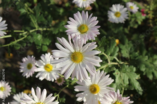  Last autumn flowers bloomed in the garden