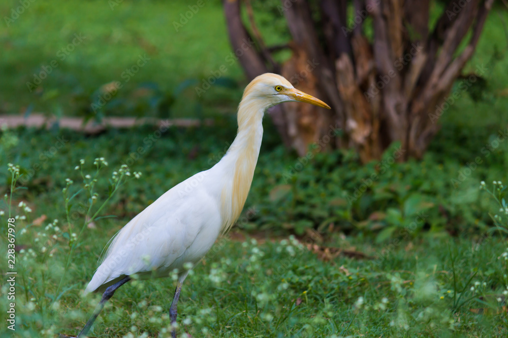 The cattle egret is a cosmopolitan species of heron found in the tropics, subtropics and warm temperate zones. The cattle egret is a cosmopolitan species of heron found in the tropics, subtropics and warm temperate zones.