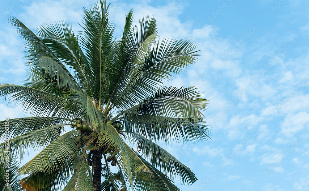 Fototapeta premium Coconut tree with sky background. Low angle view.