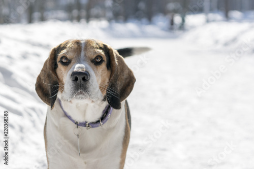 Fototapeta Naklejka Na Ścianę i Meble -  A dog with big and funny ears barking in a winter park. close up