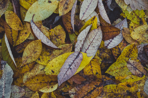 Colorfull autum leaves photo