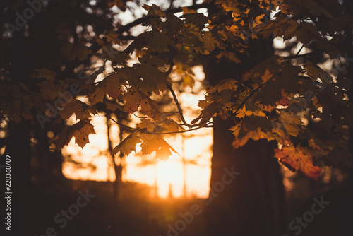 Colourfull autumn sunset photo