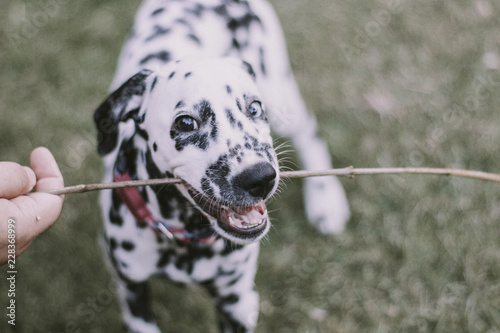 dalmatian dog with heterochromia playing with branch
