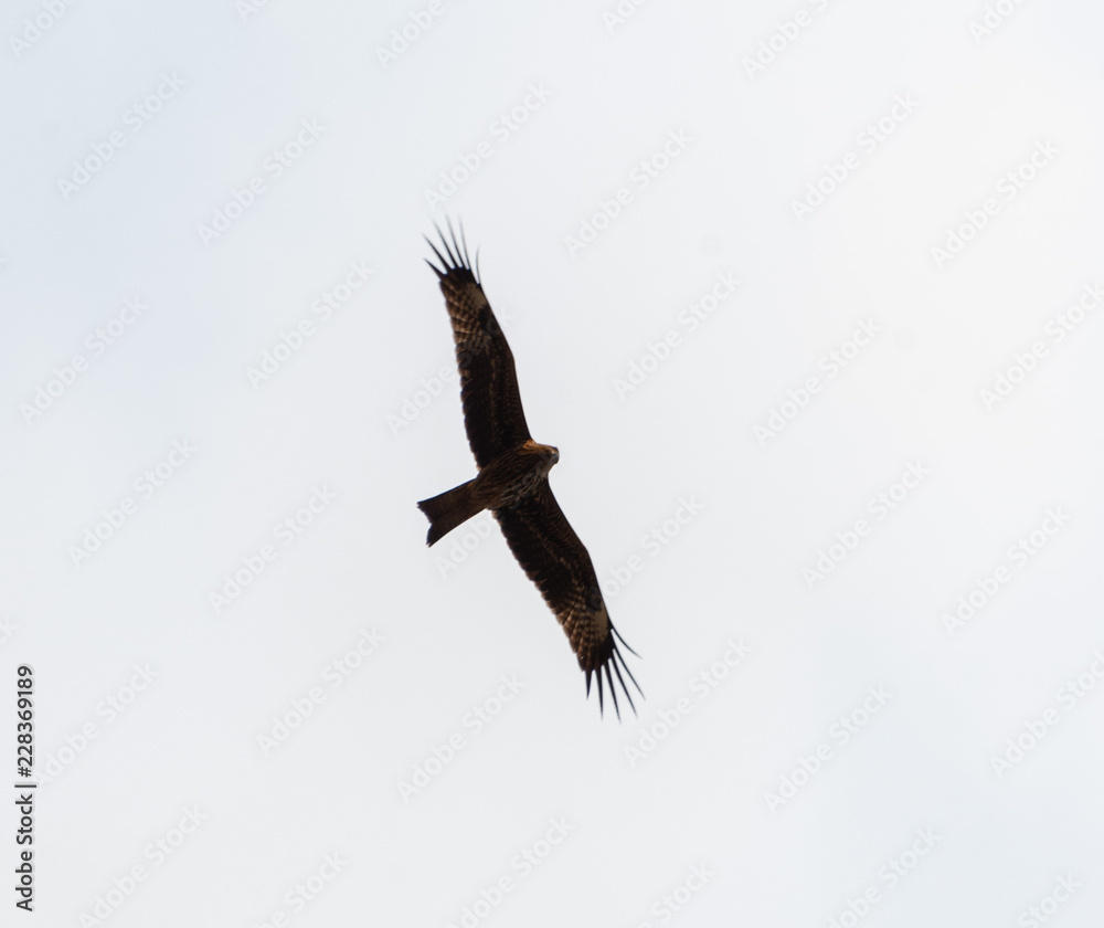 Obraz premium a lot of bird kite in the sky over the fields