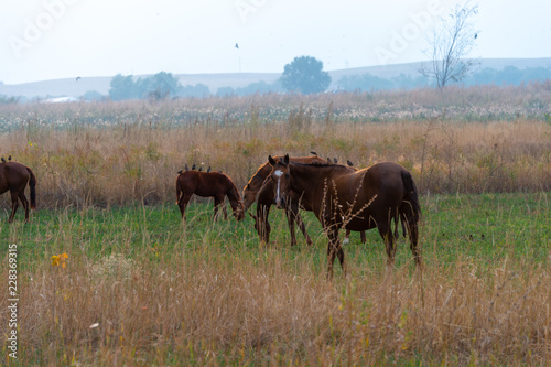 Fototapeta Naklejka Na Ścianę i Meble -  herd of horses on pasture