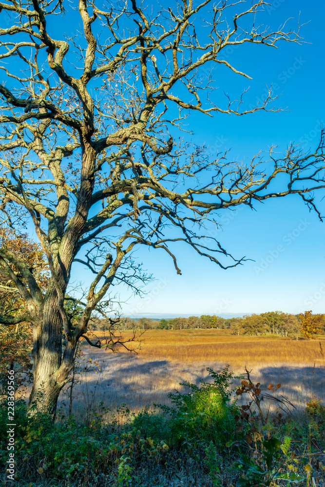 View of savanna through bare oak