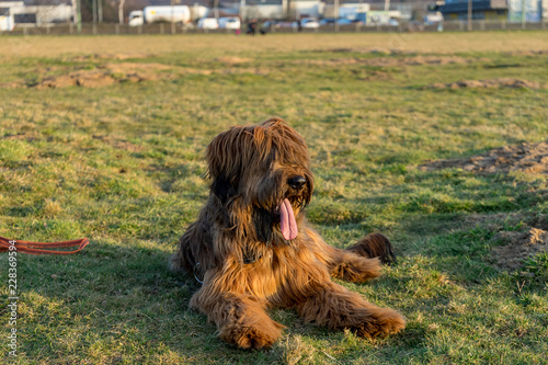 Briard mit langem Fell ruht sich auf der Wise aus und guckt neugierig. photo