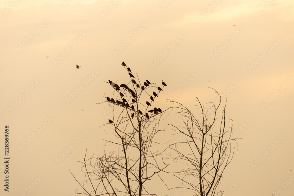 Fototapeta premium Flock of birds on tree