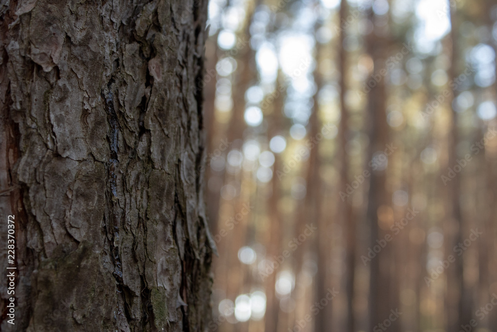 Fototapeta premium tree in the forest