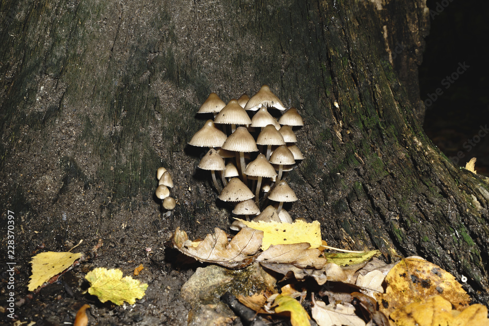 A group of mushrooms grown on the old stump in the fall. A group of mushrooms grown on the old stump in the fall.