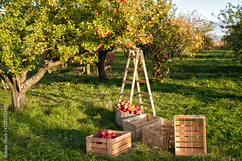 Fototapeta Naklejka Na Ścianę i Meble -  Gardening and harvesting. Fall apple crops harvesting in garden. Apple tree with fruits on branches and ladder for harvesting. Apple harvest concept. Apple garden nature background sunny autumn day