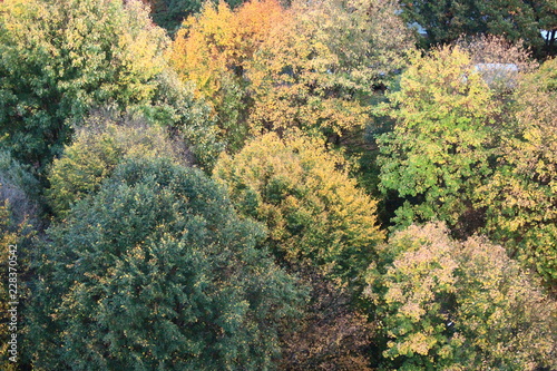 Herbstbäume von Oben