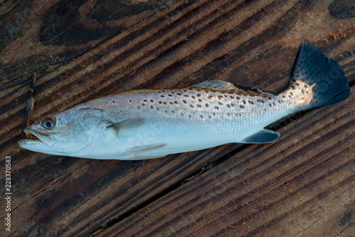 spotted sea trout
