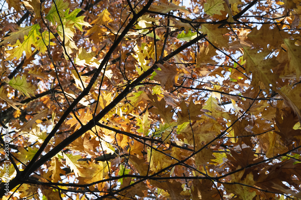 Herbst der Bäume Herbst der Bäume