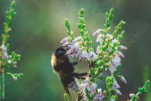 summer bee in a flower photo