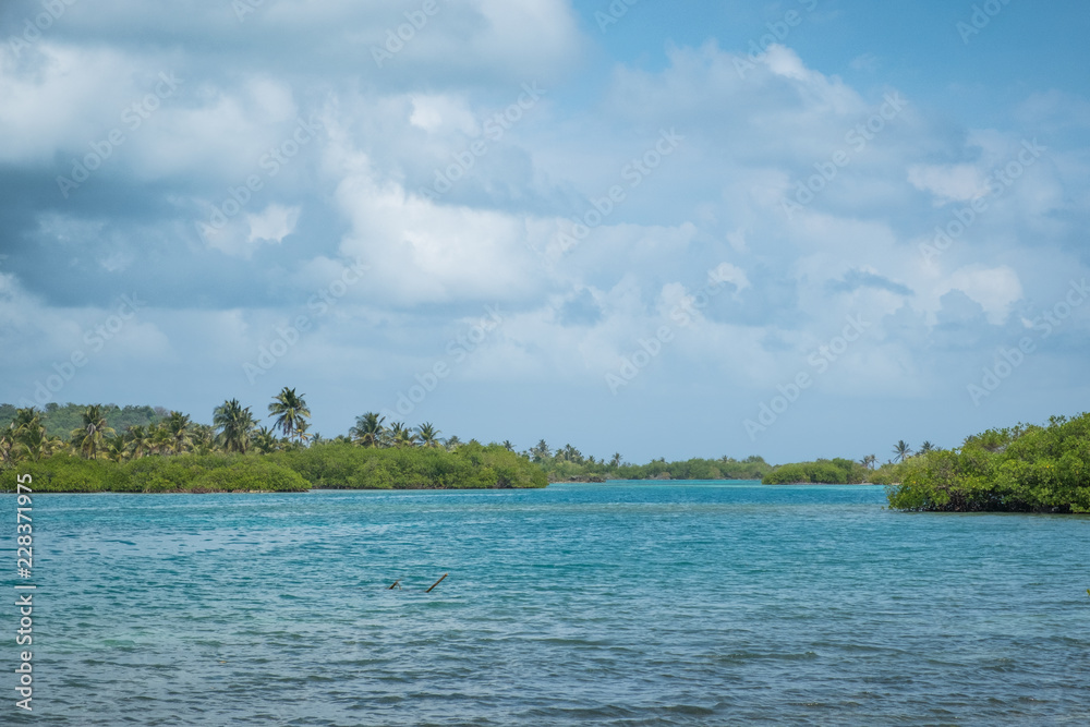 ocean / river with mangrove forest and palm tree landscape, Panama,