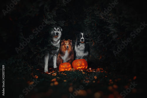 Halloween dogs with pumpkins photo