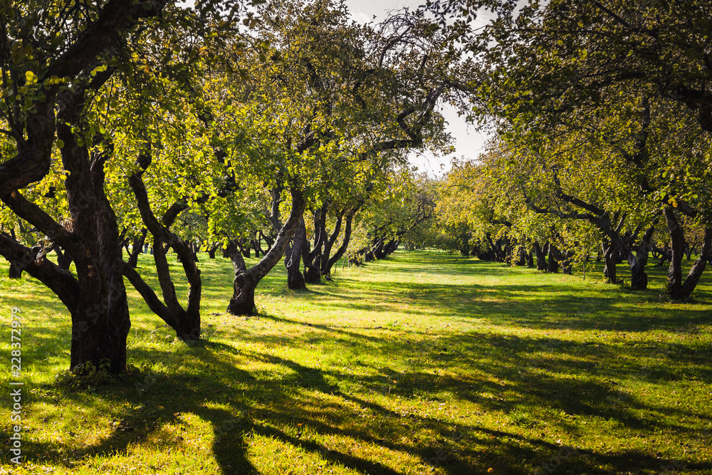 Naklejka premium Apple tree garden in late summer