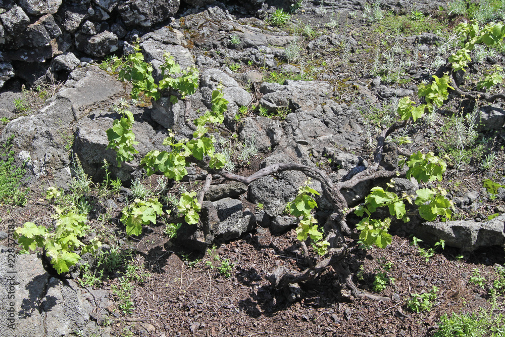 grape vines, Pico Island, Azores, Portugal grape vines, Pico Island, Azores, Portugal