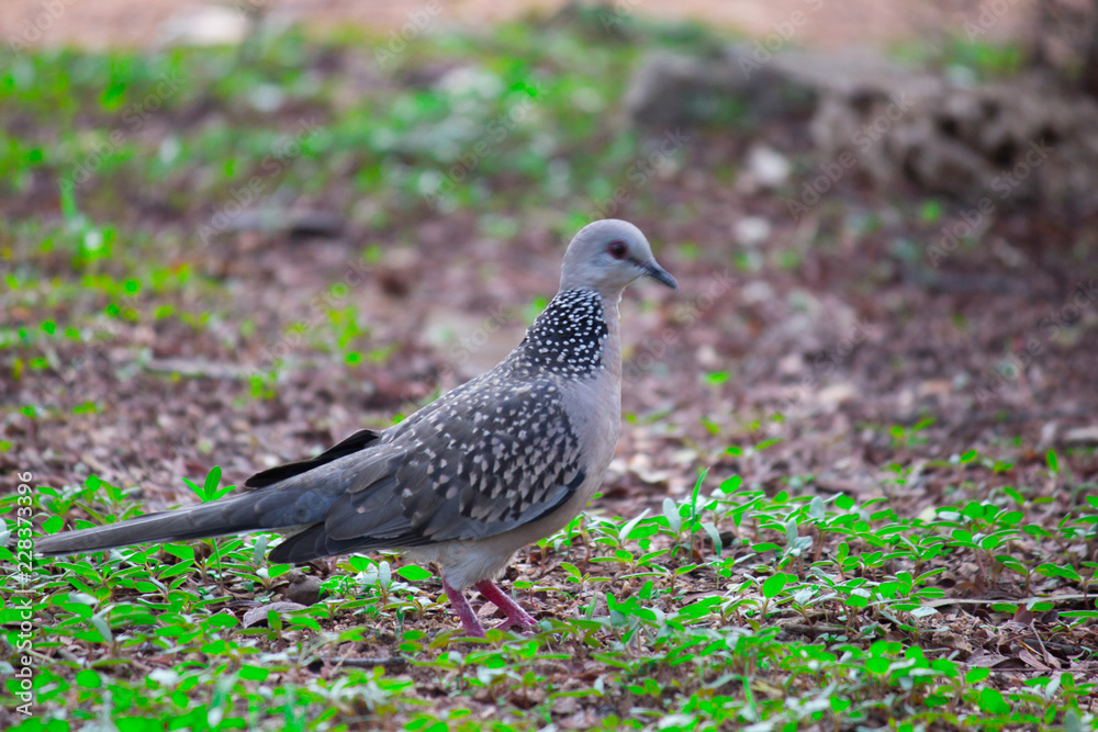 Pigeons and doves constitute the bird family Columbidae and the order Columbiformes, which includes about 42 genera and 310 species. The related word Pigeons and doves constitute the bird family Columbidae and the order Columbiformes, which includes about 42 genera and 310 species. The related word