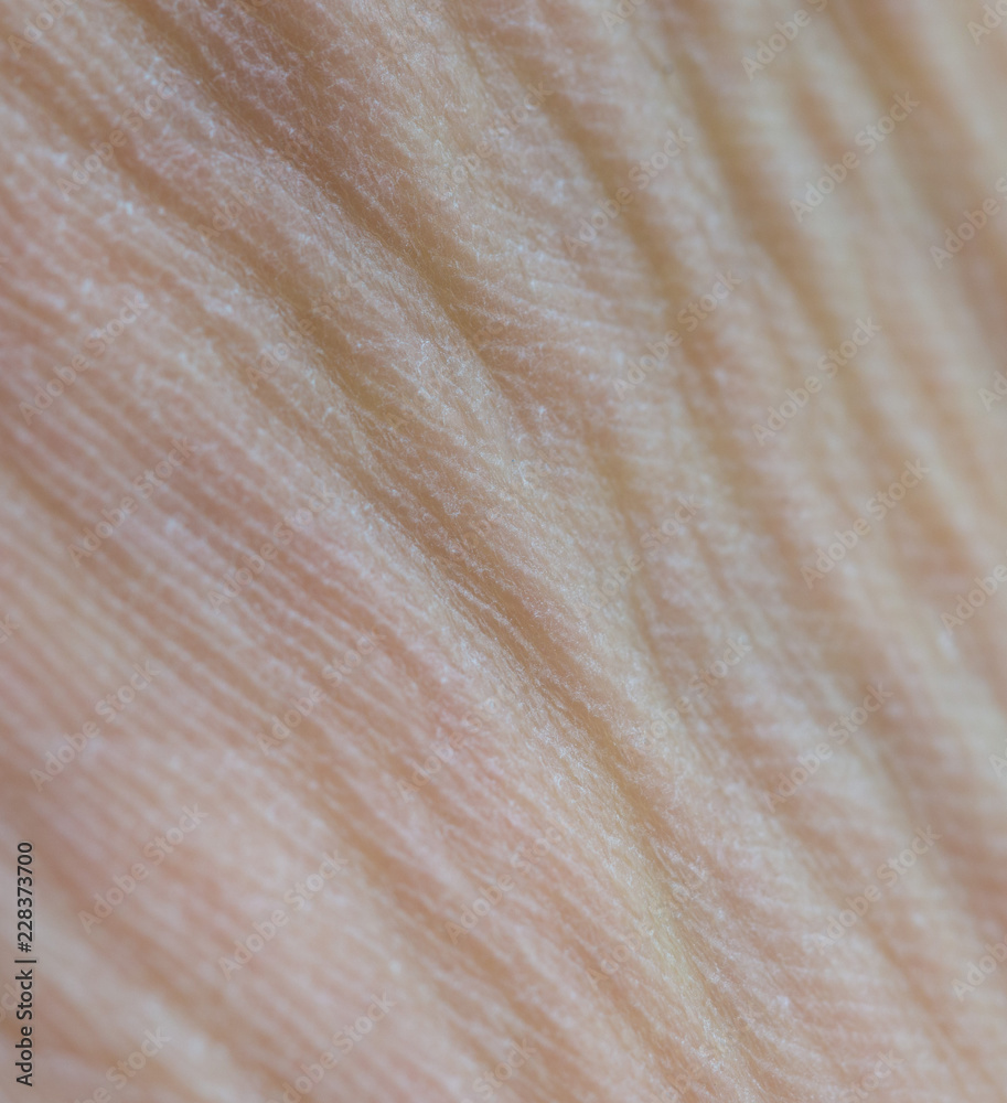 wrinkles on the leg, macro wrinkles on the leg, macro