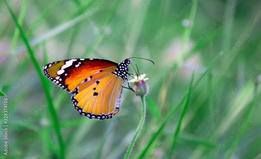 The Plain Tiger butterfly sitting on the flower plant with a nice soft background in its natural habitat during the day The Plain Tiger butterfly sitting on the flower plant with a nice soft background in its natural habitat during the day