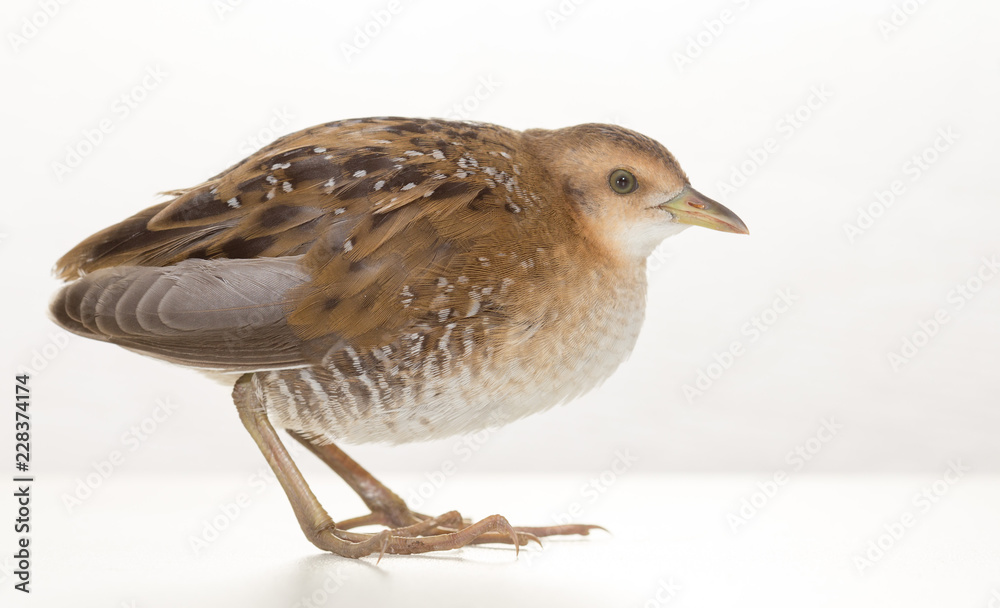 Bird or birds (including chickens, ducks, geese, pheasants) are of the Aves class Chordate. Warm-blooded animal baht twitter on a white background Stock Photo | Adobe Stock Bird or birds (including chickens, ducks, geese, pheasants) are of the Aves class Chordate. Warm-blooded animal baht twitter on a white background Stock Photo | Adobe Stock