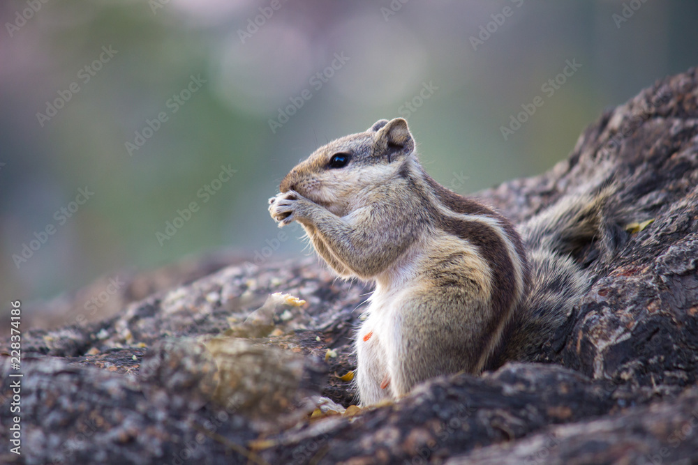 Squirrels are members of the family Sciuridae, a family that includes small or medium-size rodents. The squirrel family includes tree squirrels, ground squirrels, chipmunks, marmots, flying squirrels Squirrels are members of the family Sciuridae, a family that includes small or medium-size rodents. The squirrel family includes tree squirrels, ground squirrels, chipmunks, marmots, flying squirrels