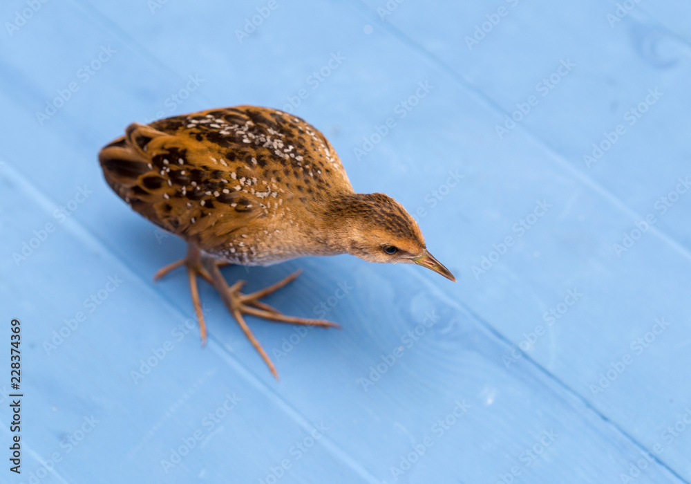 Obraz premium Bird or birds (including chickens, ducks, geese, pheasants) are of the Aves class Chordate. Warm-blooded animal baht twitter on a blue background