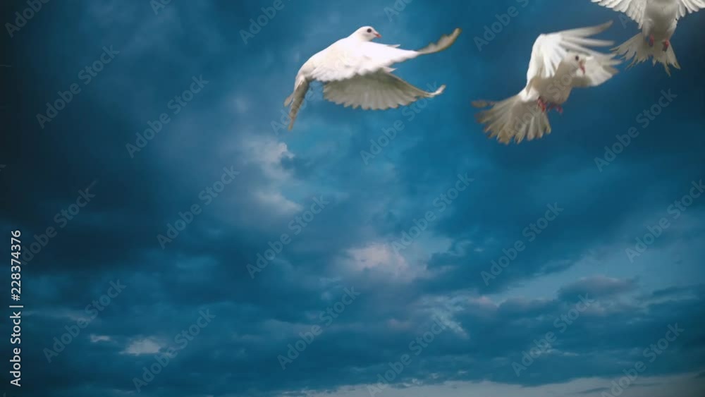 White doves. Slow motion. Side view.
Good for wedding backgrounds or titles.