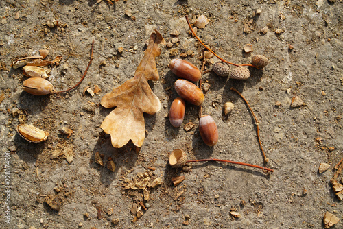 fallen acorns on the ground photo