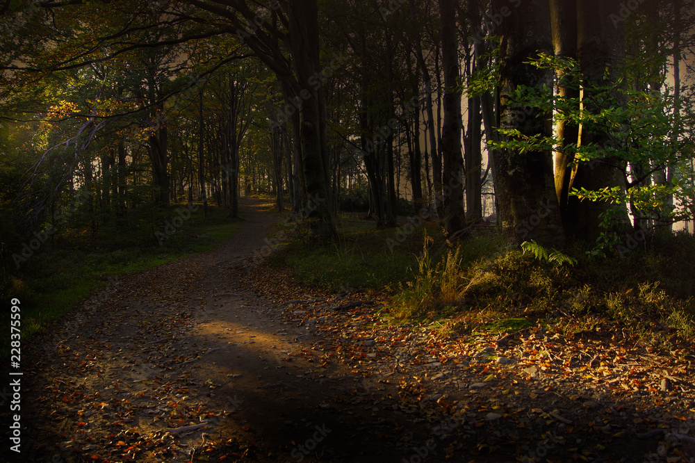 Obraz premium Forest