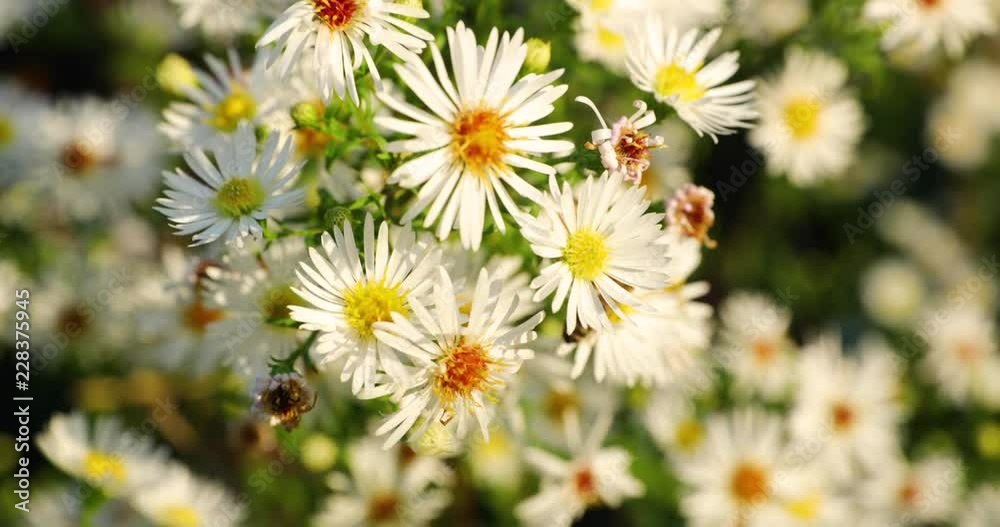 Macro view daisy white flower moving in the wind on a sunny day in the background collecting pollen two bees Macro view daisy white flower moving in the wind on a sunny day in the background collecting pollen two bees