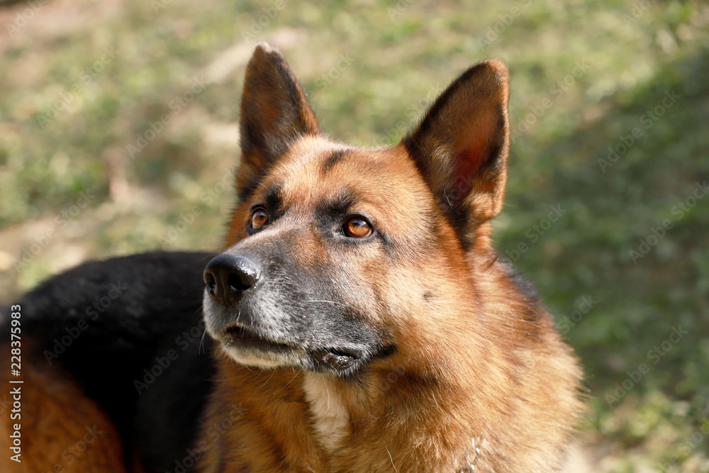 Closeup of a young adorable purebred german shepherd watching dog Closeup of a young adorable purebred german shepherd watching dog