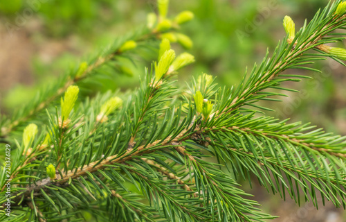 Green branches of fir trees with young cones close-up