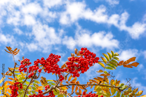 Ripe red mountain ash ( rowan ) on the branches in the autumn