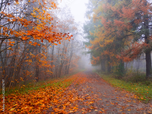 Autumn misty landscape in the Park. 