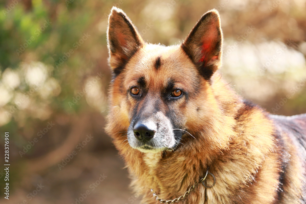 Closeup of a young adorable purebred german shepherd watching dog