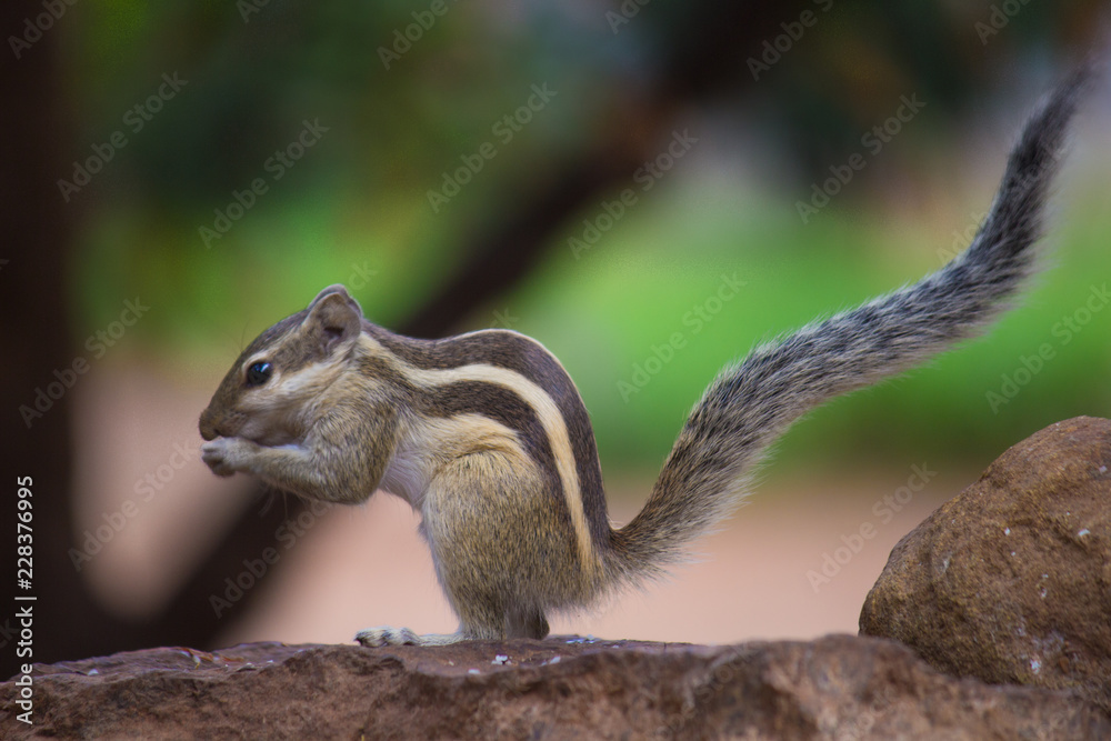 Squirrels are members of the family Sciuridae, a family that includes small or medium-size rodents. The squirrel family includes tree squirrels, ground squirrels, chipmunks, marmots, flying squirrels Squirrels are members of the family Sciuridae, a family that includes small or medium-size rodents. The squirrel family includes tree squirrels, ground squirrels, chipmunks, marmots, flying squirrels