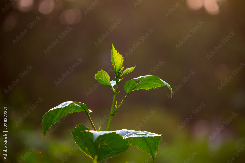 Natural leaves seen during the day in a soft background Natural leaves seen during the day in a soft background