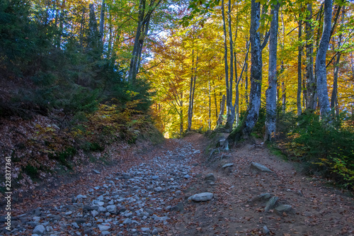 rocky trail up the bright autumn forest photo