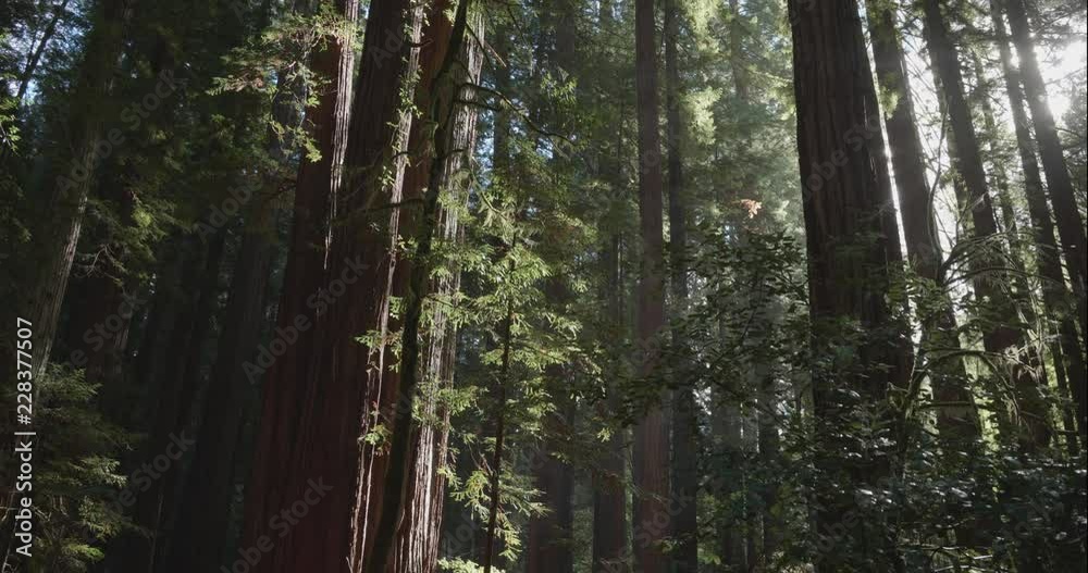 Humboldt Redwoods crane up with sunflares, shot in 10 bit C4K Humboldt Redwoods crane up with sunflares, shot in 10 bit C4K