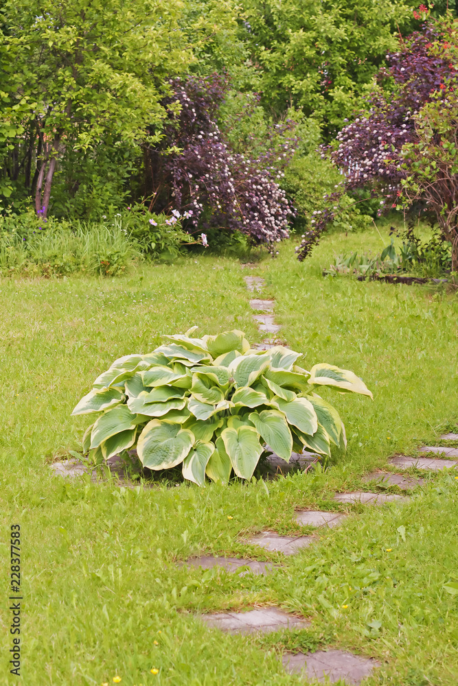 Fototapeta premium Landscaping in the garden with paths and different plants. Garden with paths and hosta in the foreground