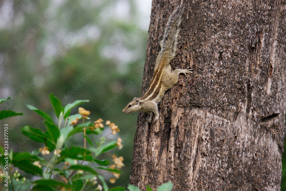Squirrels are members of the family Sciuridae, a family that includes small or medium-size rodents. The squirrel family includes tree squirrels, ground squirrels, chipmunks, marmots, flying squirrels,