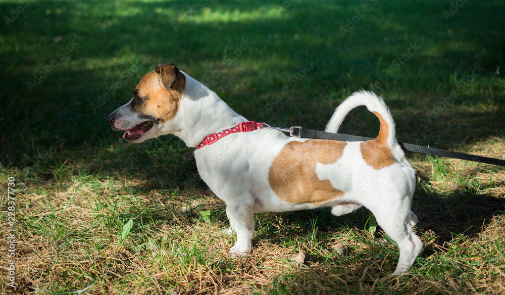 Parson Jack Russell Terrier standing in a green grass