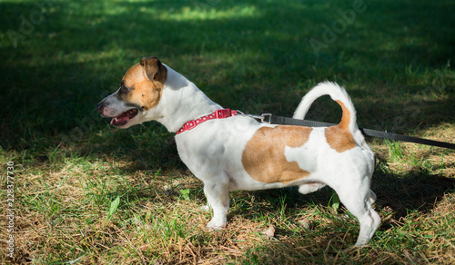 Parson Jack Russell Terrier standing in a green grass